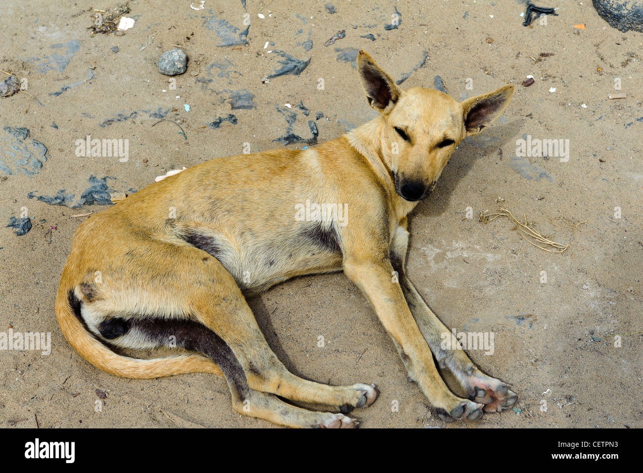 dog, Boa Vista, Cape Verde Islands, Africa schlafender Hund, Boa Stock