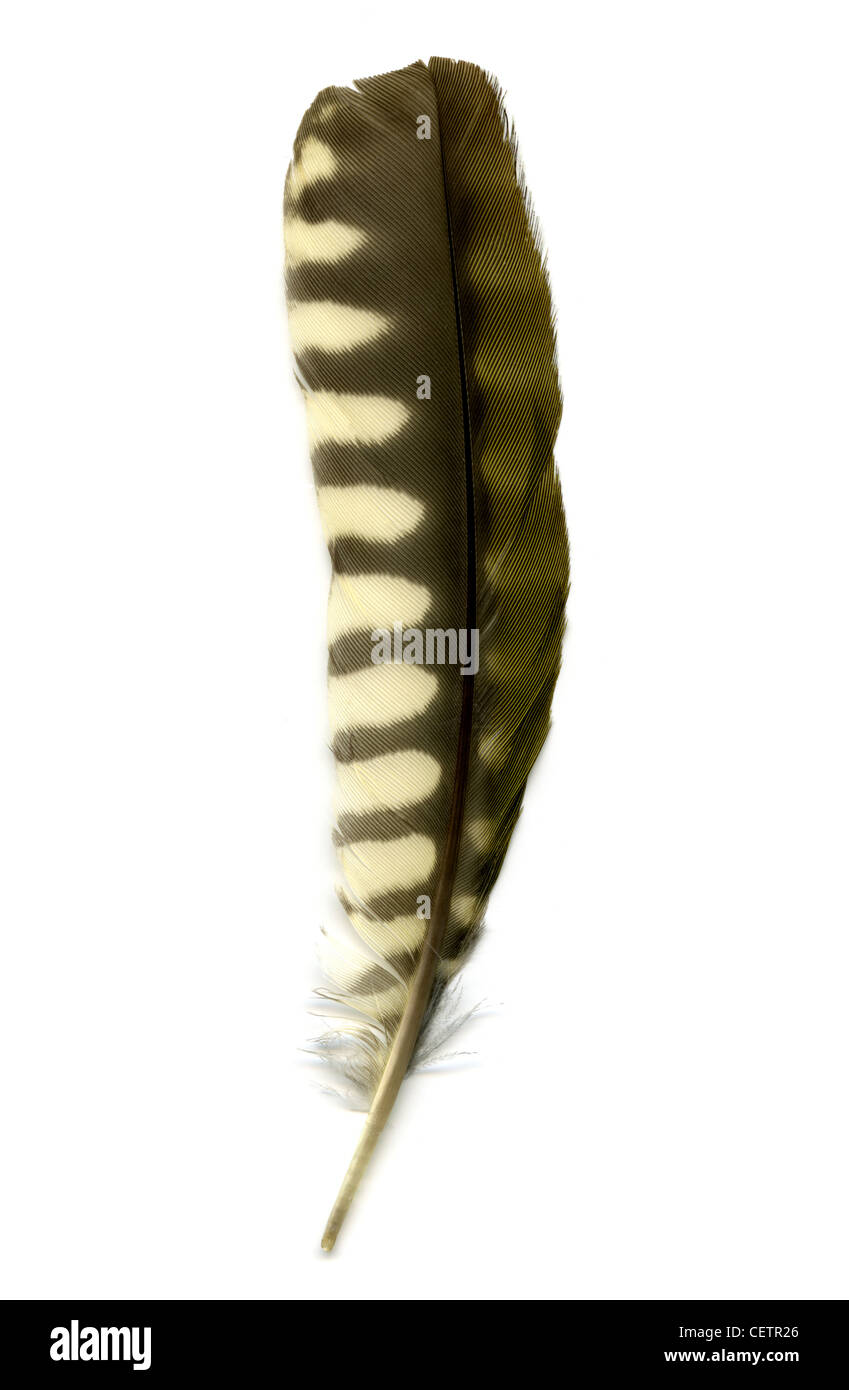 Green Woodpecker Wing Feather, Picus viridis, Picidae. Stock Photo