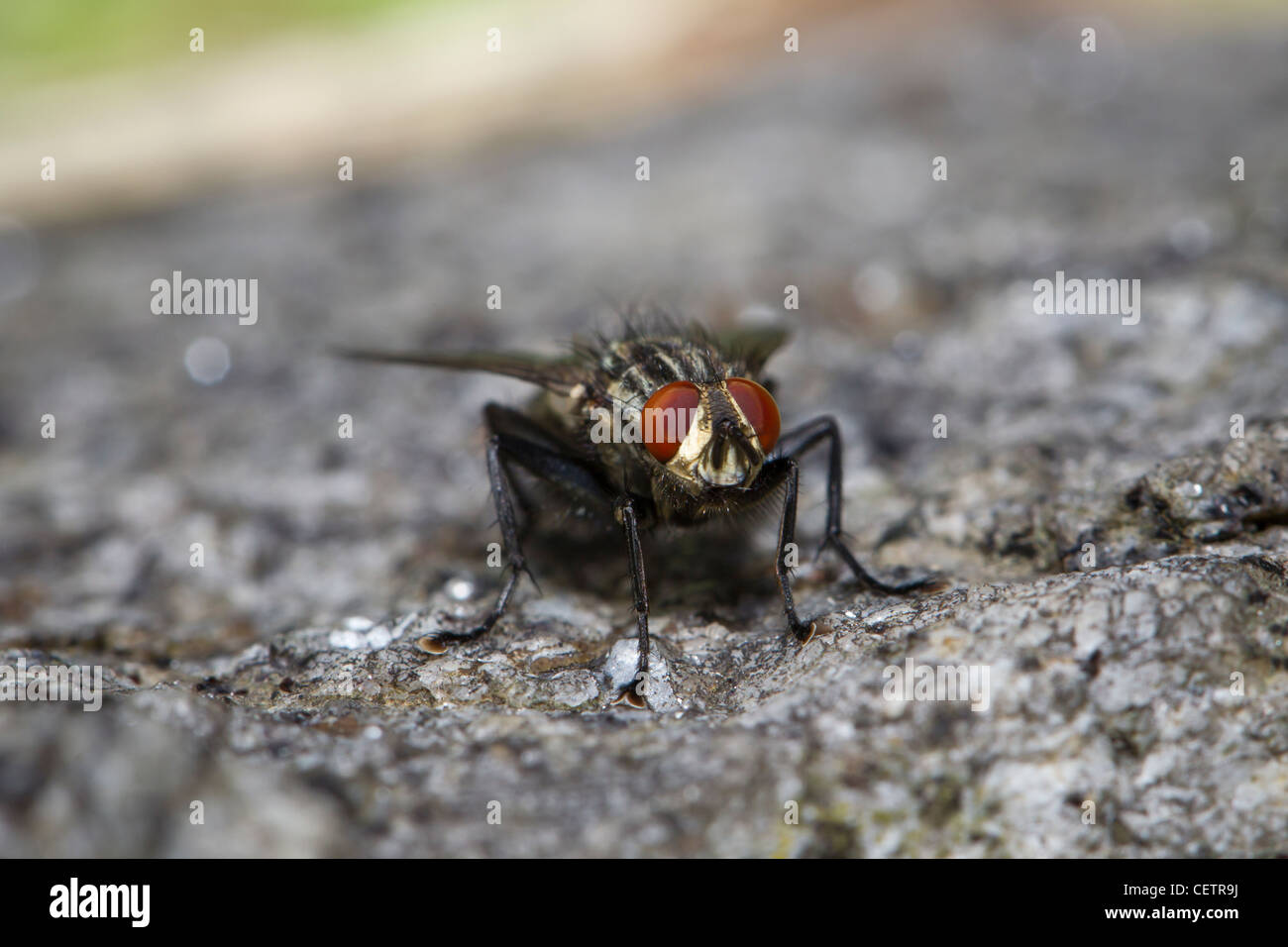 fly Stock Photo