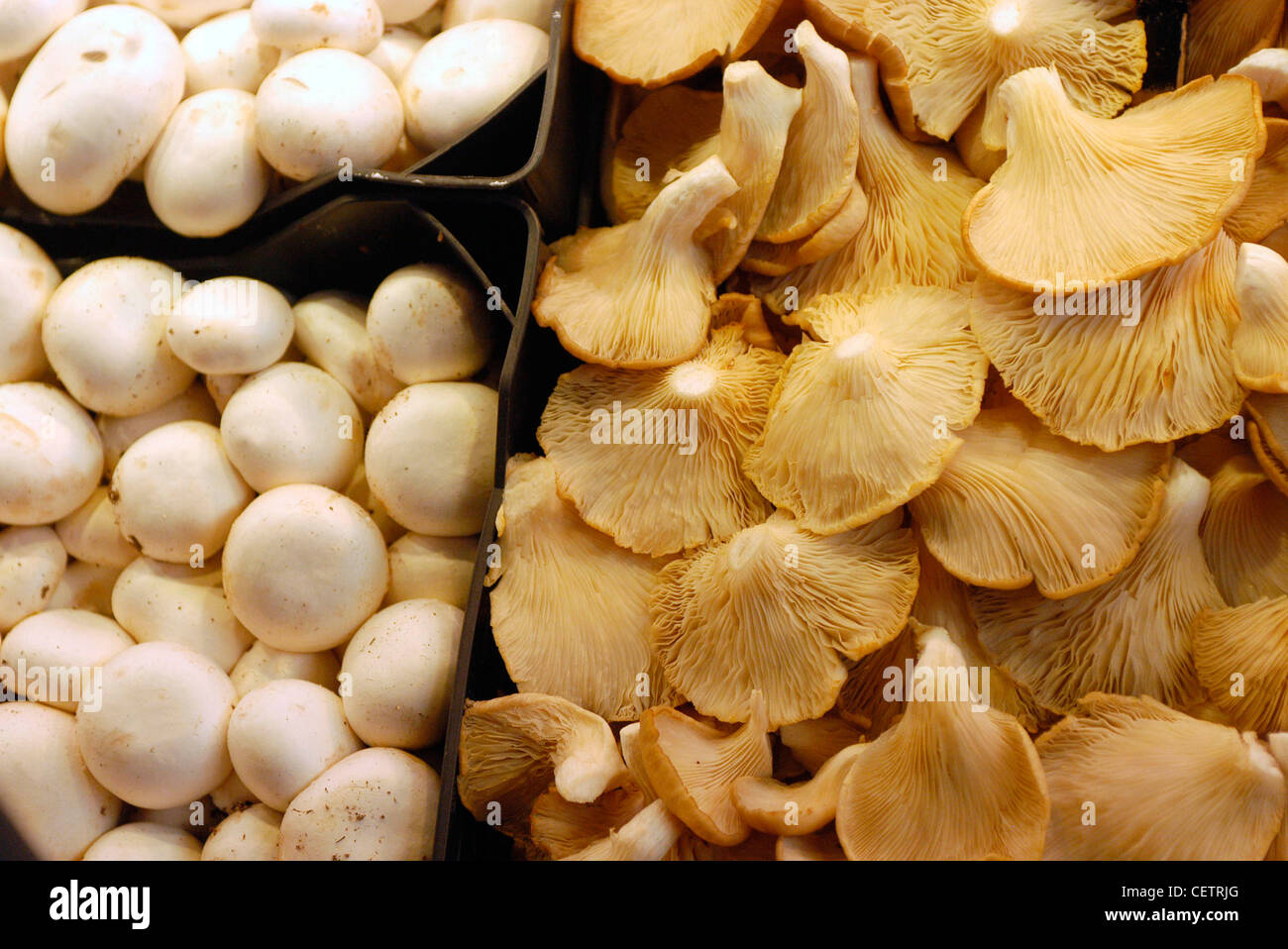 Plastic tubs of button mushrooms and oyster mushrooms on market stall