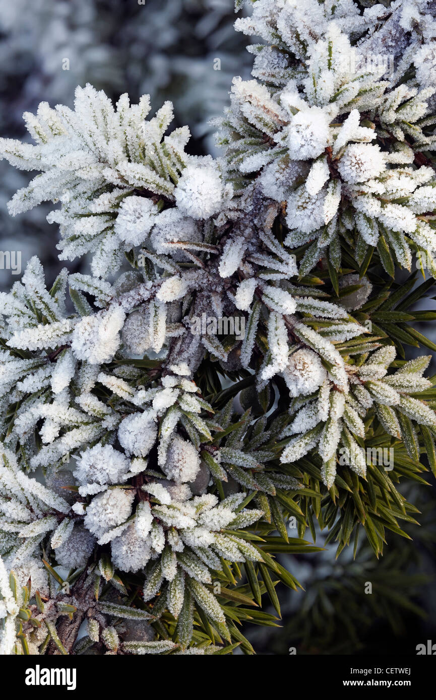 Juniper juniperus communis Stock Photo