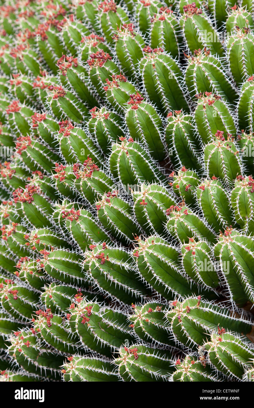 Euphorbia Echinus, Jardin de Cactus Stock Photo