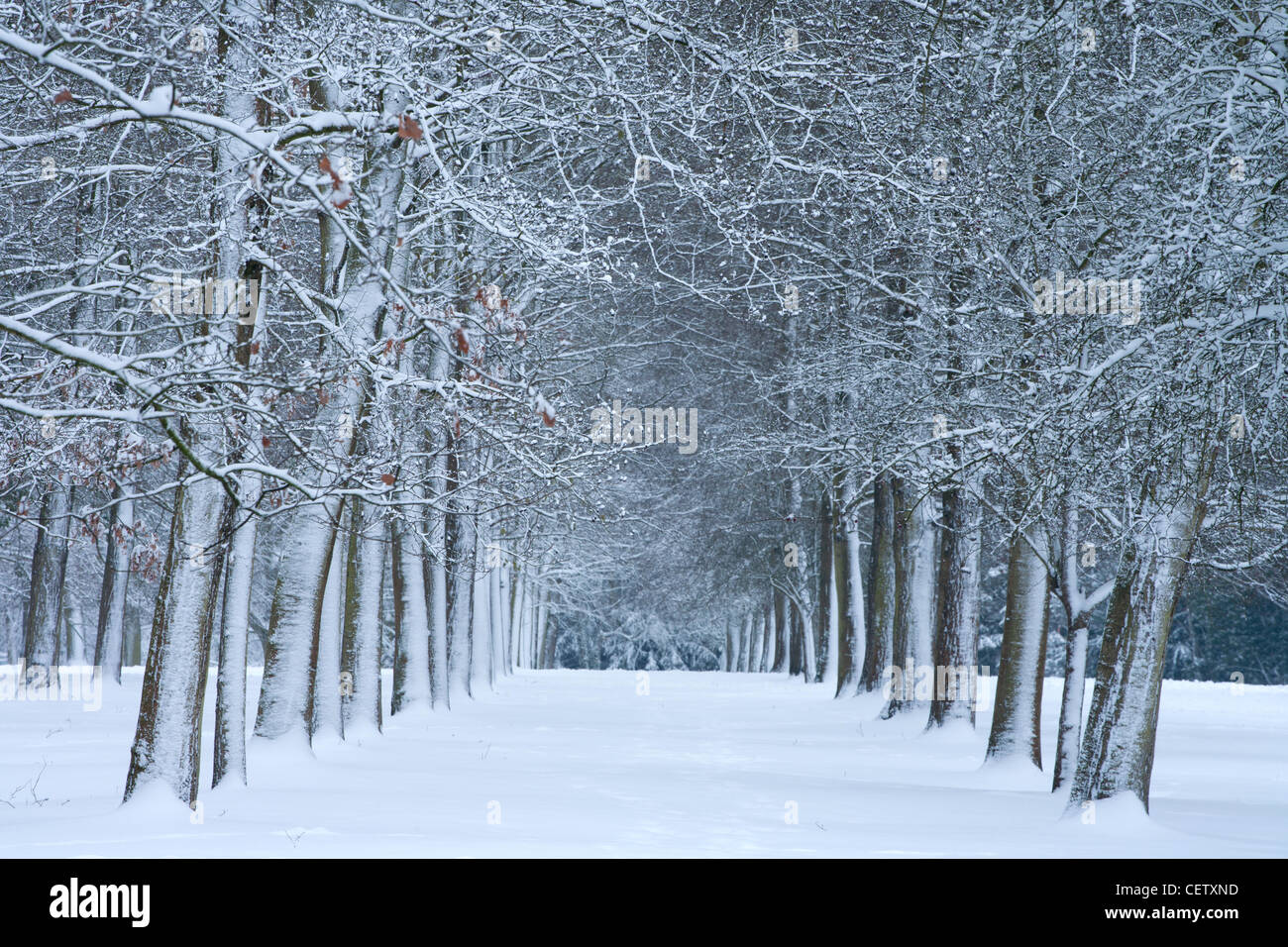 Avenue of snowy trees the backs Cambridge snow winter wonderland Stock Photo