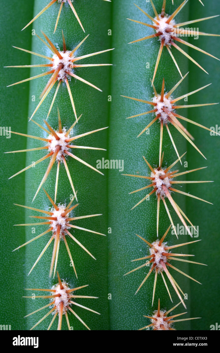 Cactus spikes, green plant, close up, macro. Stock Photo