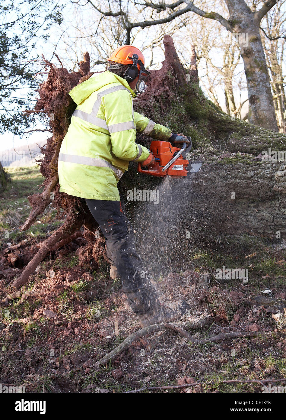 Farmer cutting up a tree which has fallen in a field from storms with a chainsaw. Stock Photo