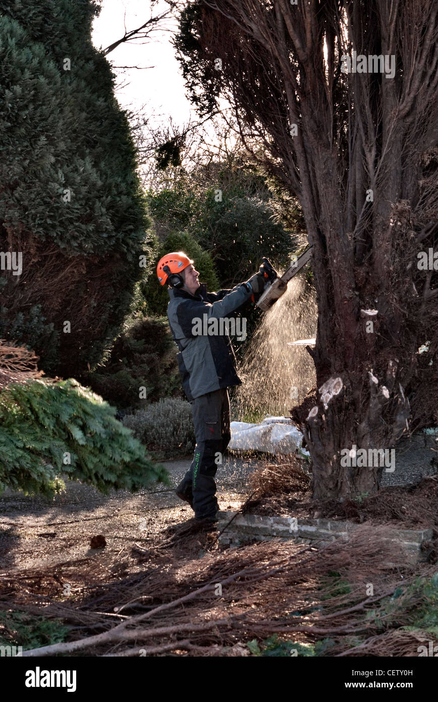 Tree surgeon chainsaw hi-res stock photography and images - Alamy