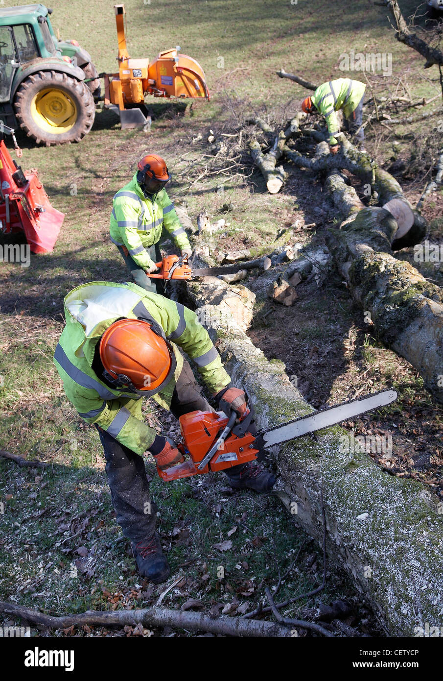 Men with chainsaws, cutting up trees that have fallen in storms,ready to be pulled away by tractor Stock Photo