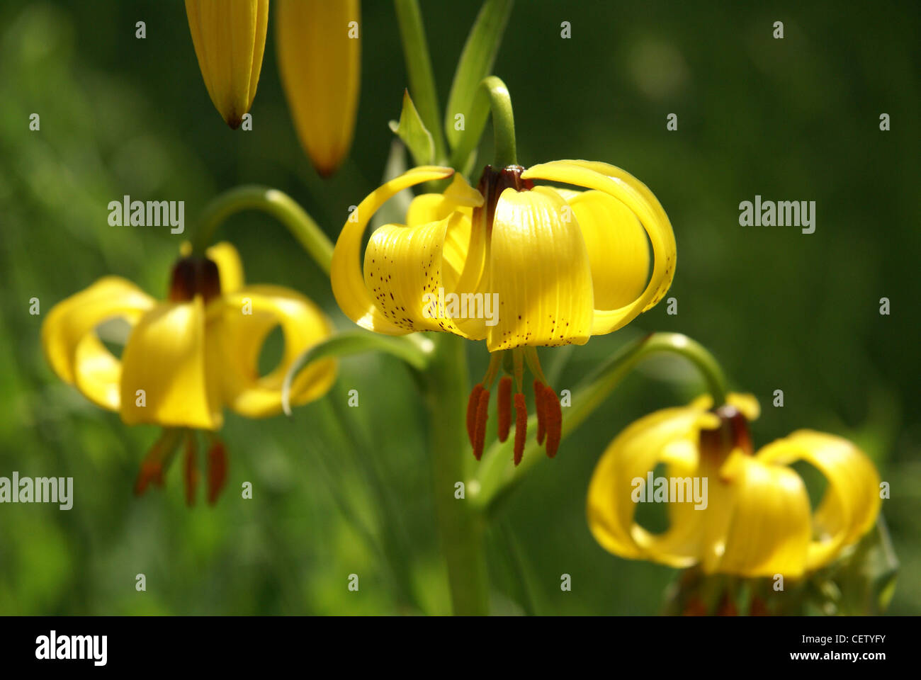 Russia native plants hi-res stock photography and images - Alamy