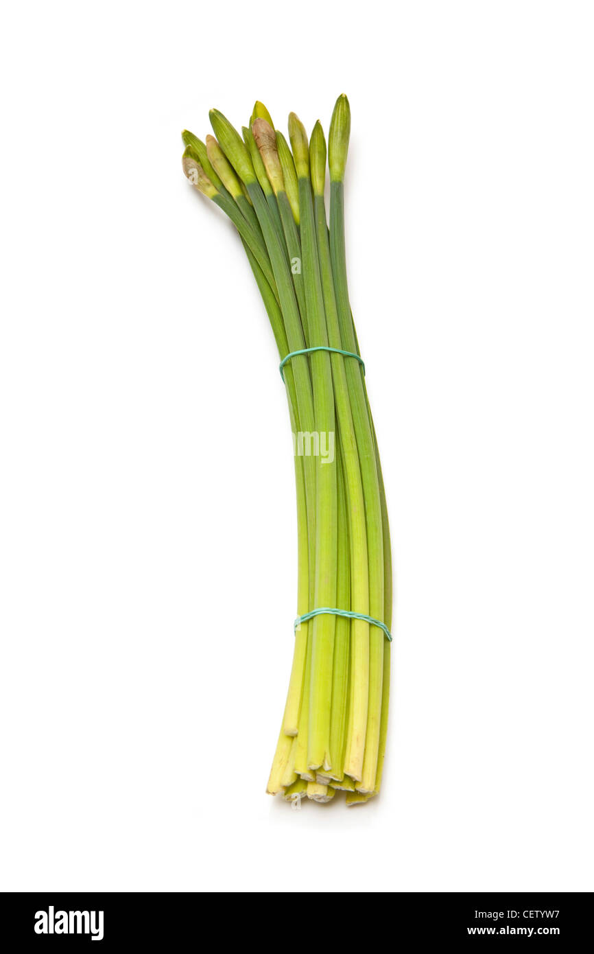 Bouquet or bunch of daffodils isolated on a white studio background ...