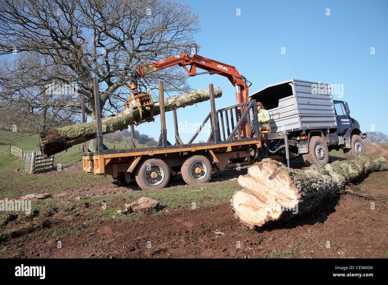 farmer-in-south-wales-loading-up-a-flatbed-with-trees-that-were