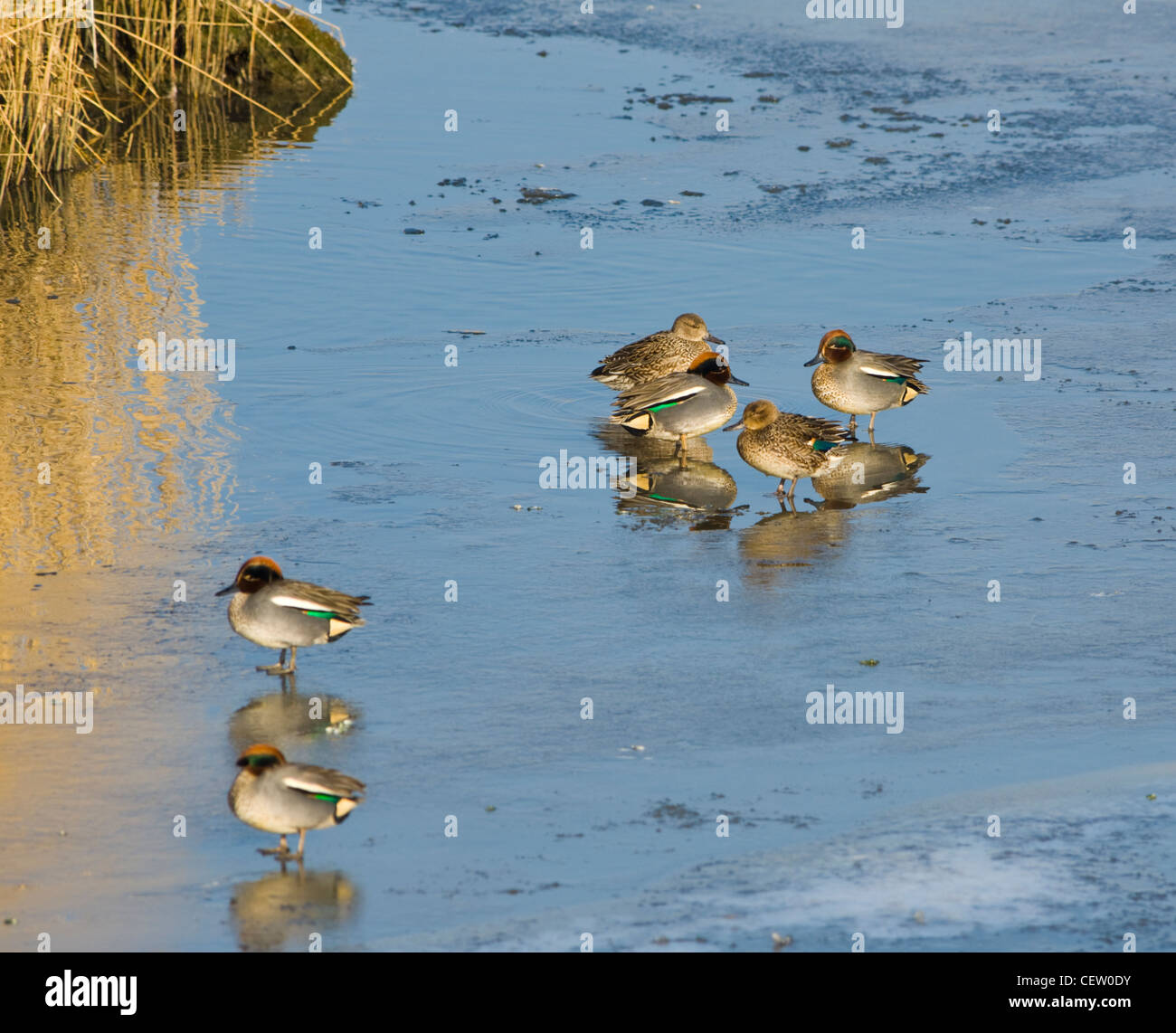 Teals Anas Crecca standing on ice Farlington Marshes Hampshire UK Stock Photo