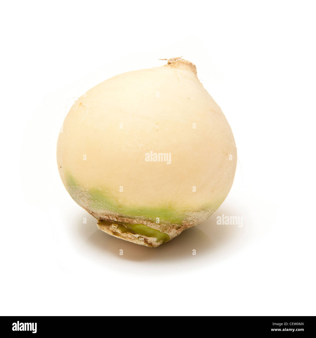 Turnip isolated on a white studio background. Stock Photo
