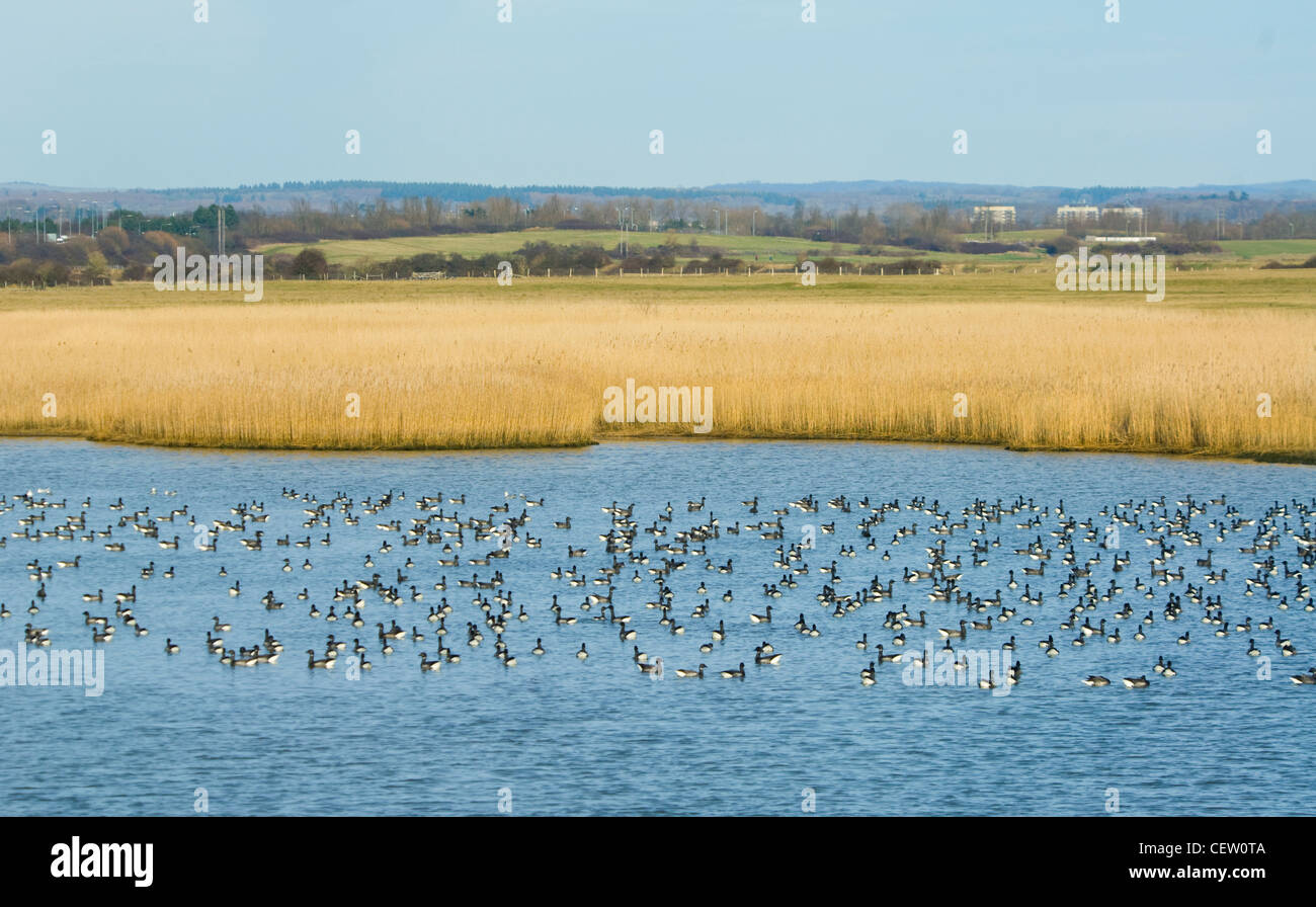 Brent Geese (Branta bernicla) migration in winter, Farlington Marshes, Hampshire, UK Stock Photo