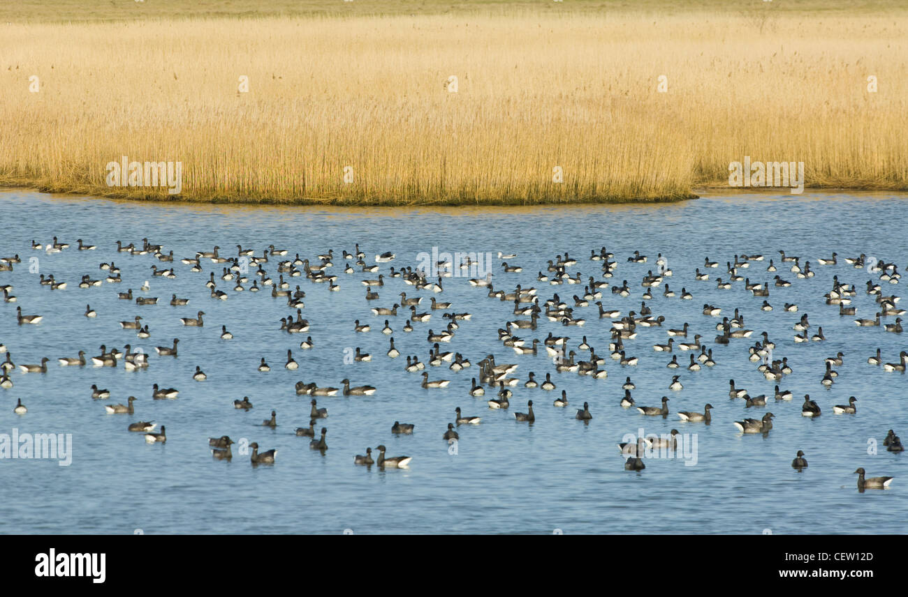 Brent Geese (Branta bernicla) migration in winter, Farlington Marshes, Hampshire, UK Stock Photo