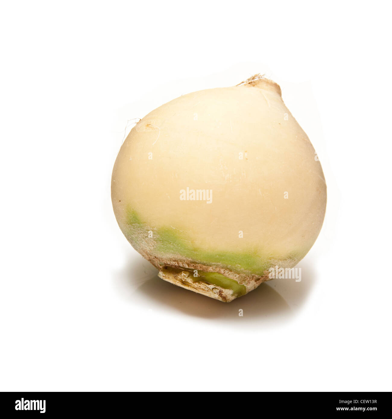 Turnip isolated on a white studio background. Stock Photo