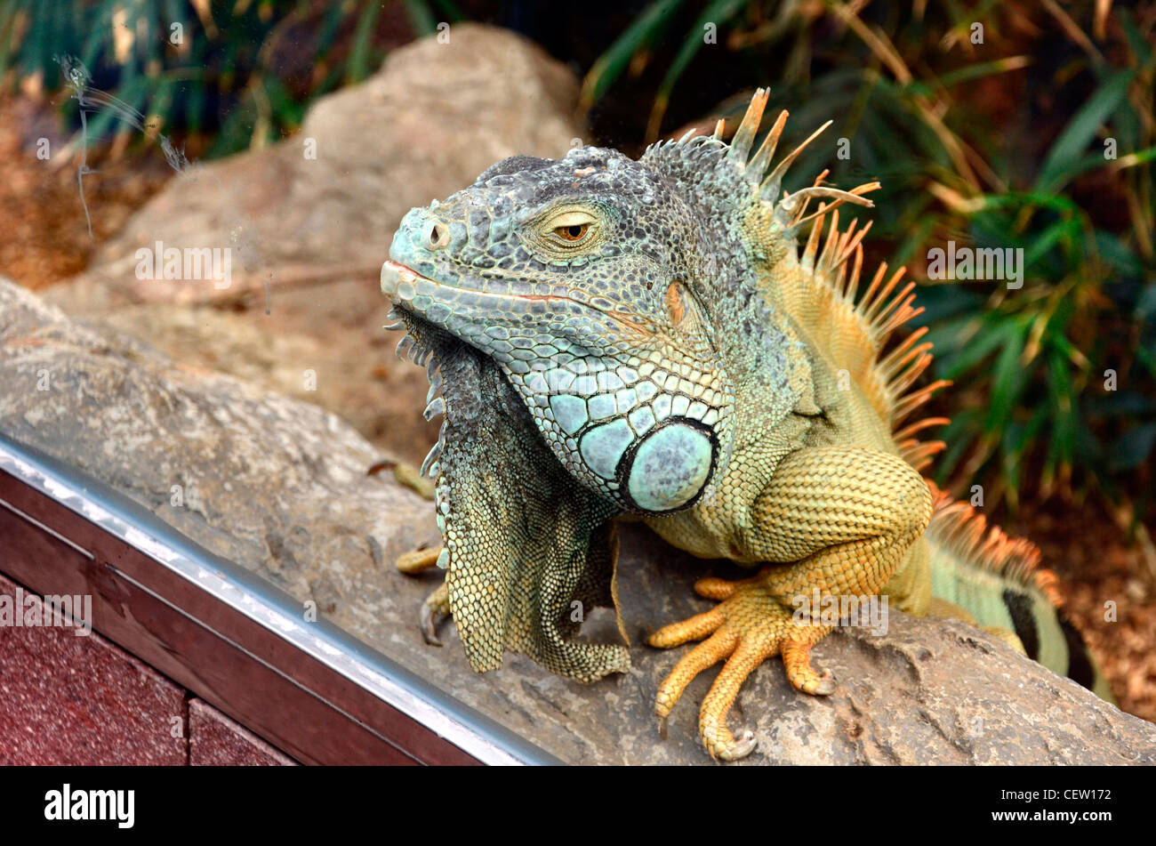 Green Iguana at the Loro Parque aquarium and Theme Park, Costa Adeje, Tenerife, Canary Islands, Spain Stock Photo