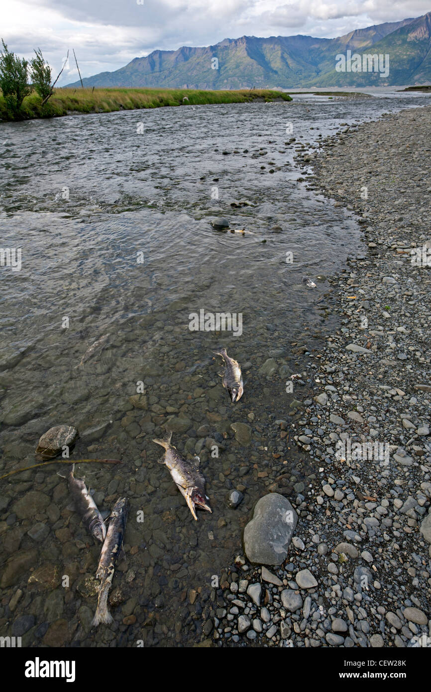 DEath salmons. Yukon river. Canada. Stock Photo