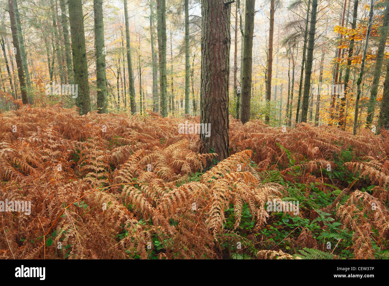 hires stock photography and images Alamy