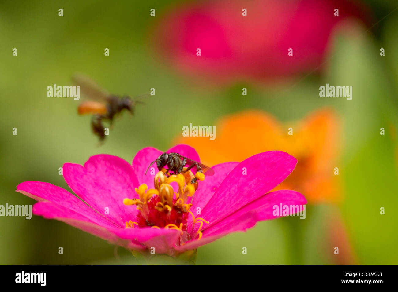 Native orchid bees on zinnia in rainforest garden, Costa Rica Stock Photo