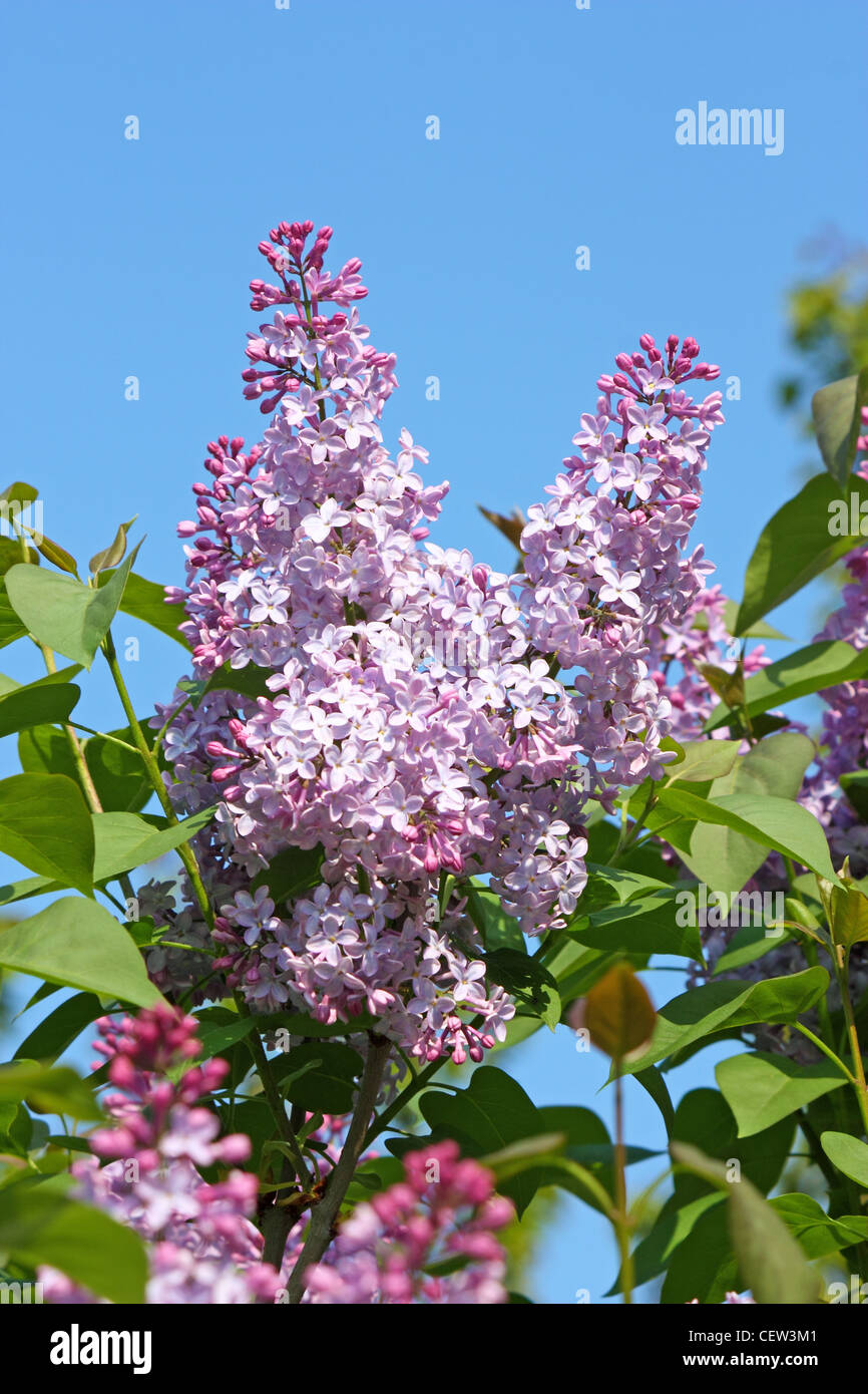flower of lilac in sunny spring day Stock Photo