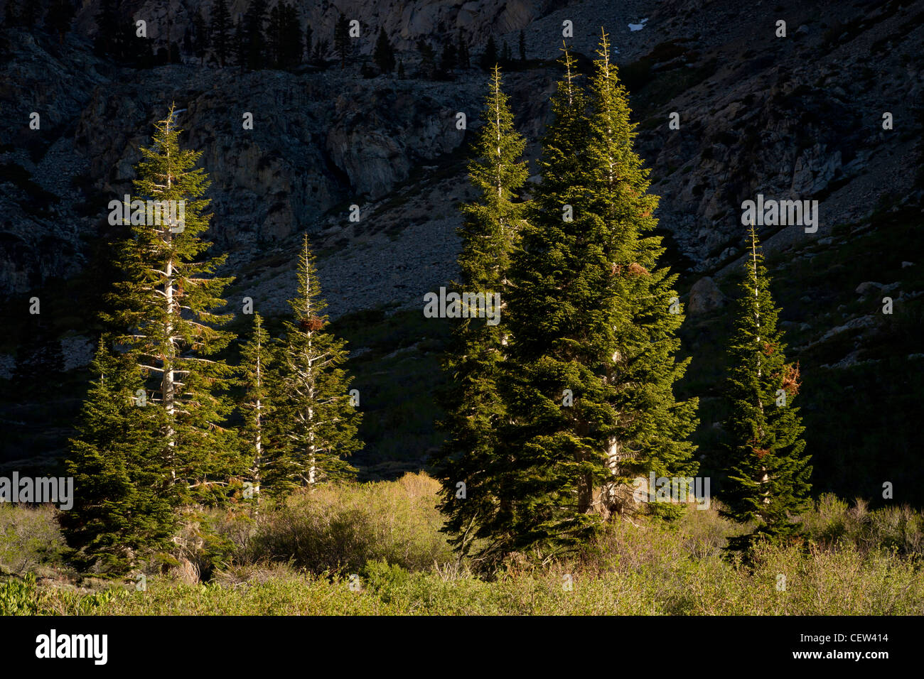 white fir growing in mountains, Onion Valley, Independence, California, Eastern Sierras Stock Photo