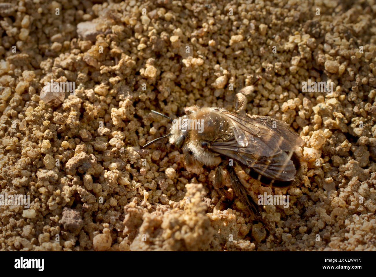 dead digger or solitary bee in Santa Monica Mountains, California; Casto Crest area Stock Photo