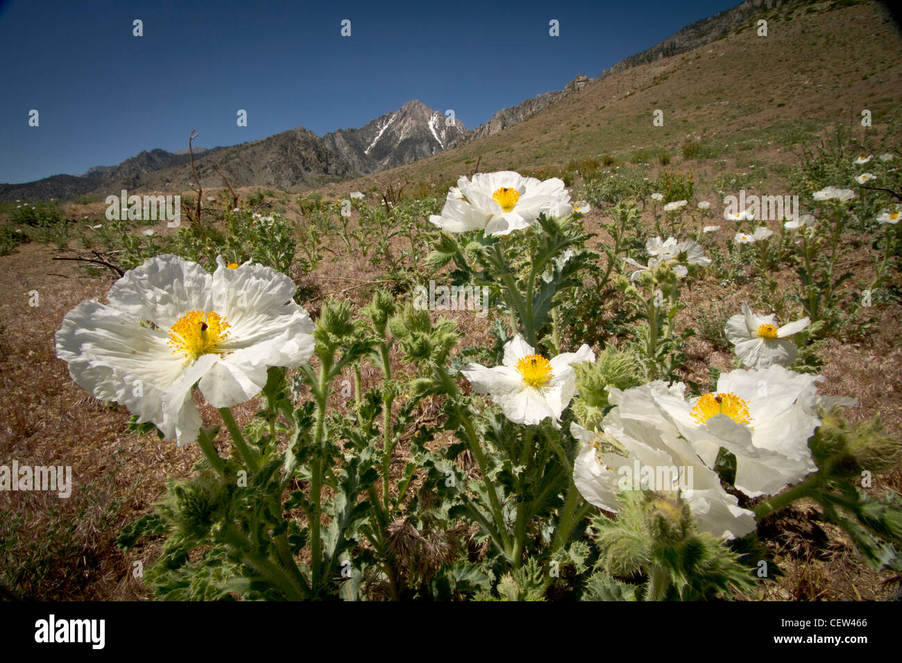 prickly poppy in Eastern Sierras near Independence and Onion Vally, California Stock Photo