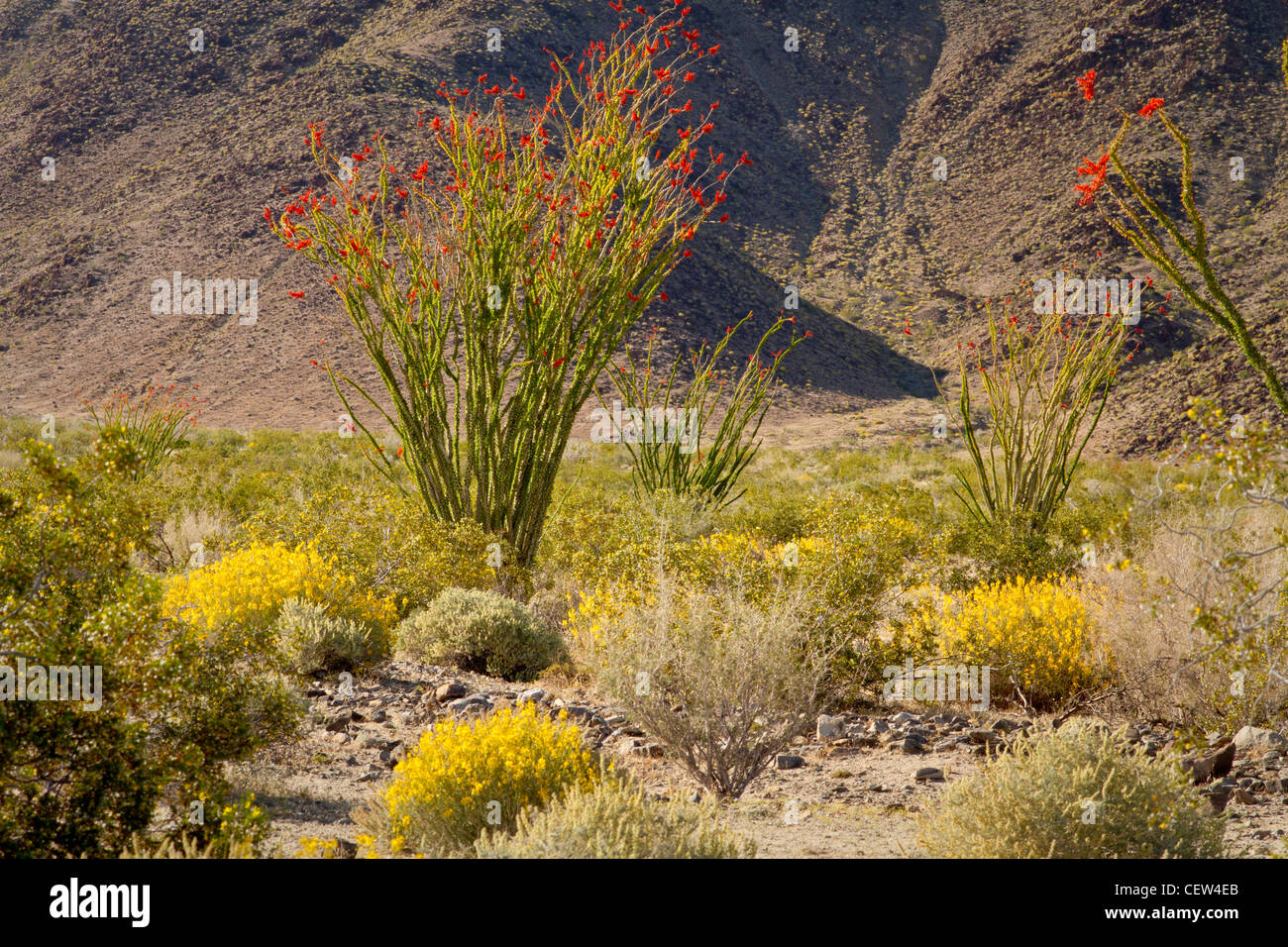 ocotillo and desert senna, Joshua Tree National Park, California Stock Photo