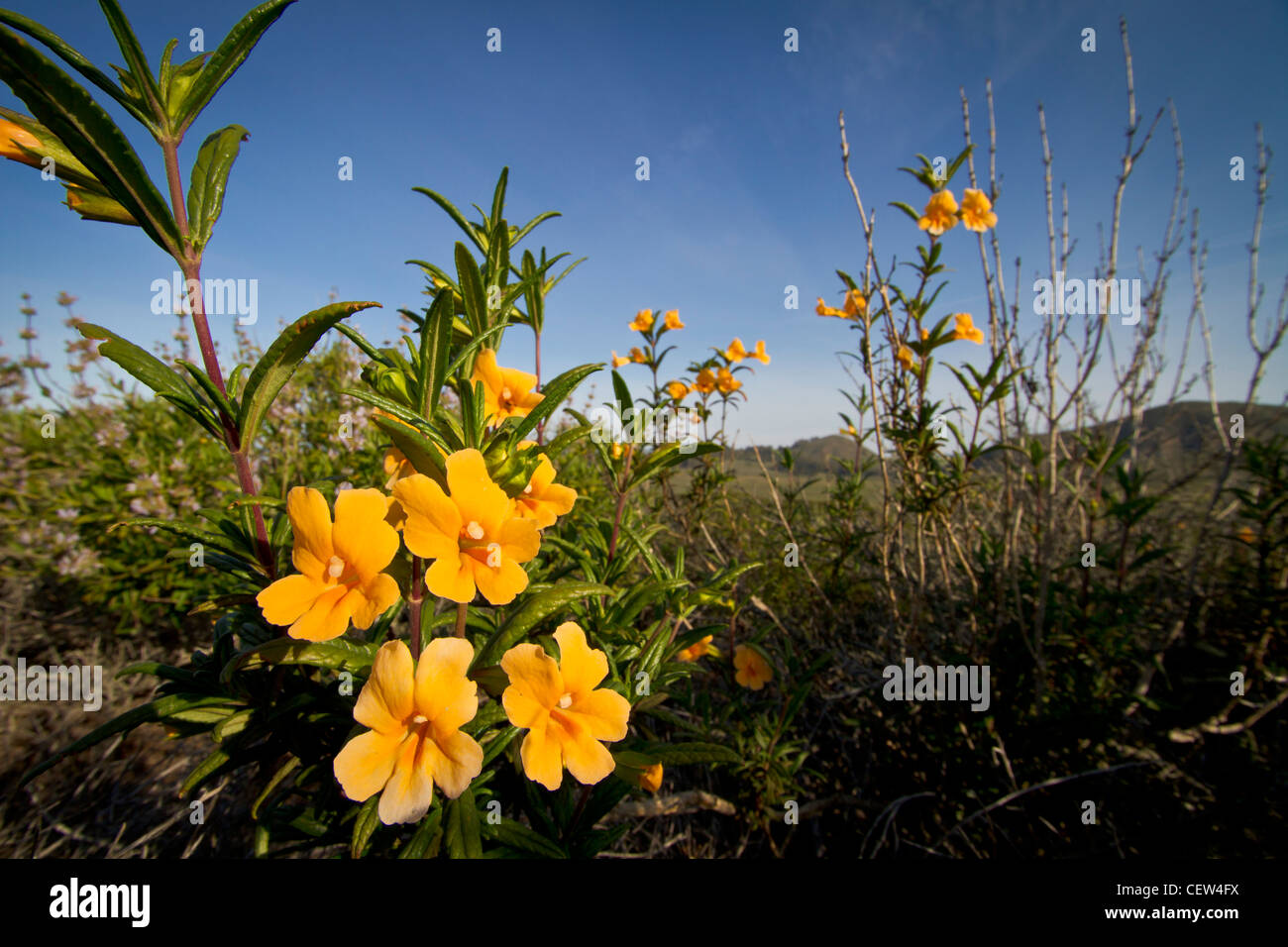 monkeyflower, Montana de Oro State Park, Los Osos, California Stock Photo