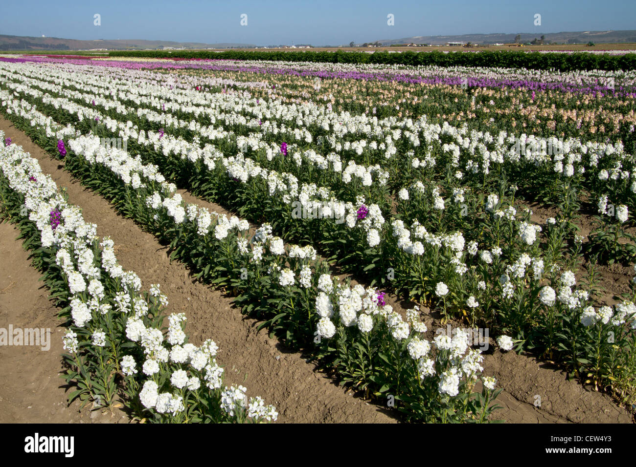 field of stock flowers, Lompoc, California Stock Photo