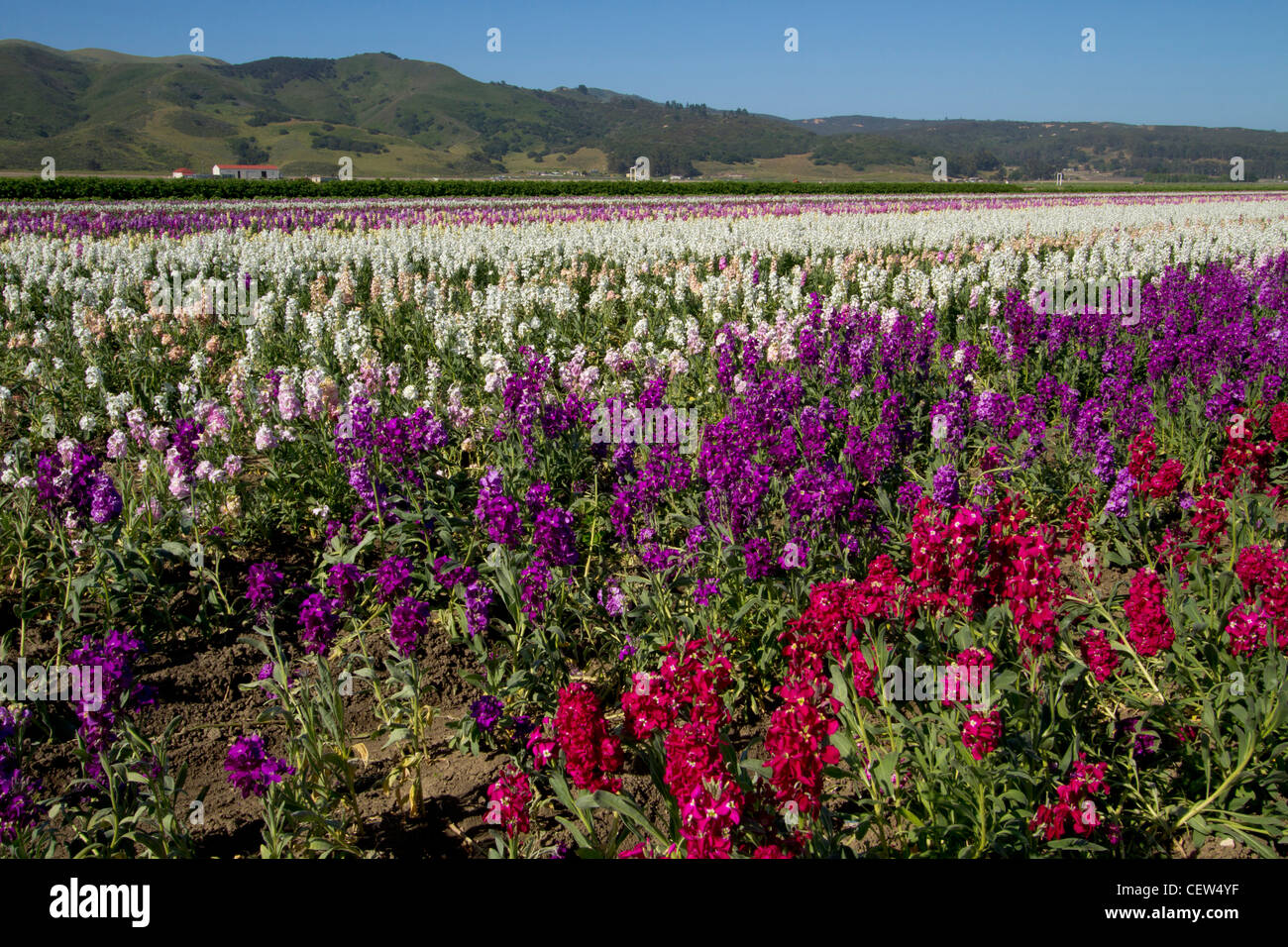 field of stock flowers, Lompoc, California Stock Photo