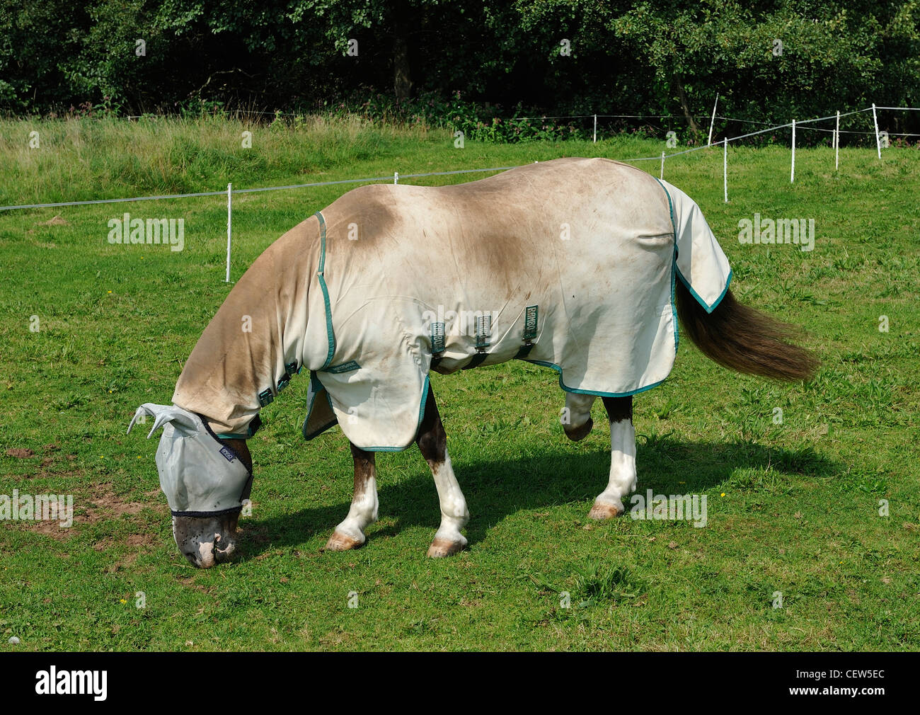 horse protection from insects Compton Dando Bath and Northeast Somerset
