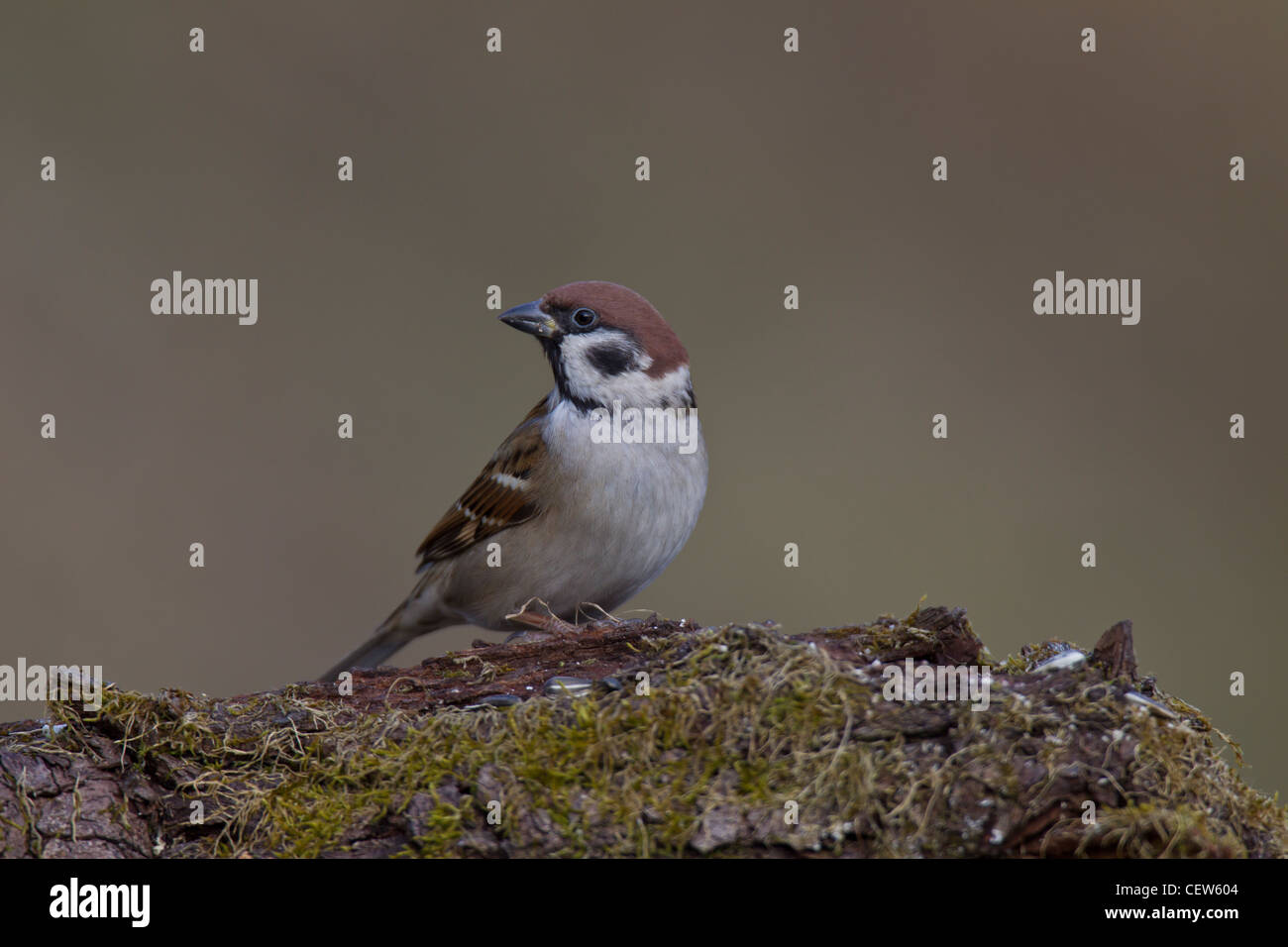 Eurasian Tree Sparrow Feldsperling Passer montanus Stock Photo