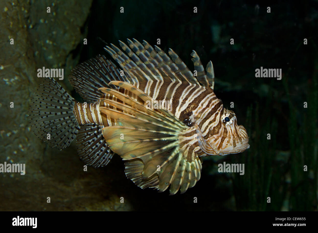 Rotfeuerfisch Feuerfisch Lionfish fisch fish stings stacheln Stock Photo