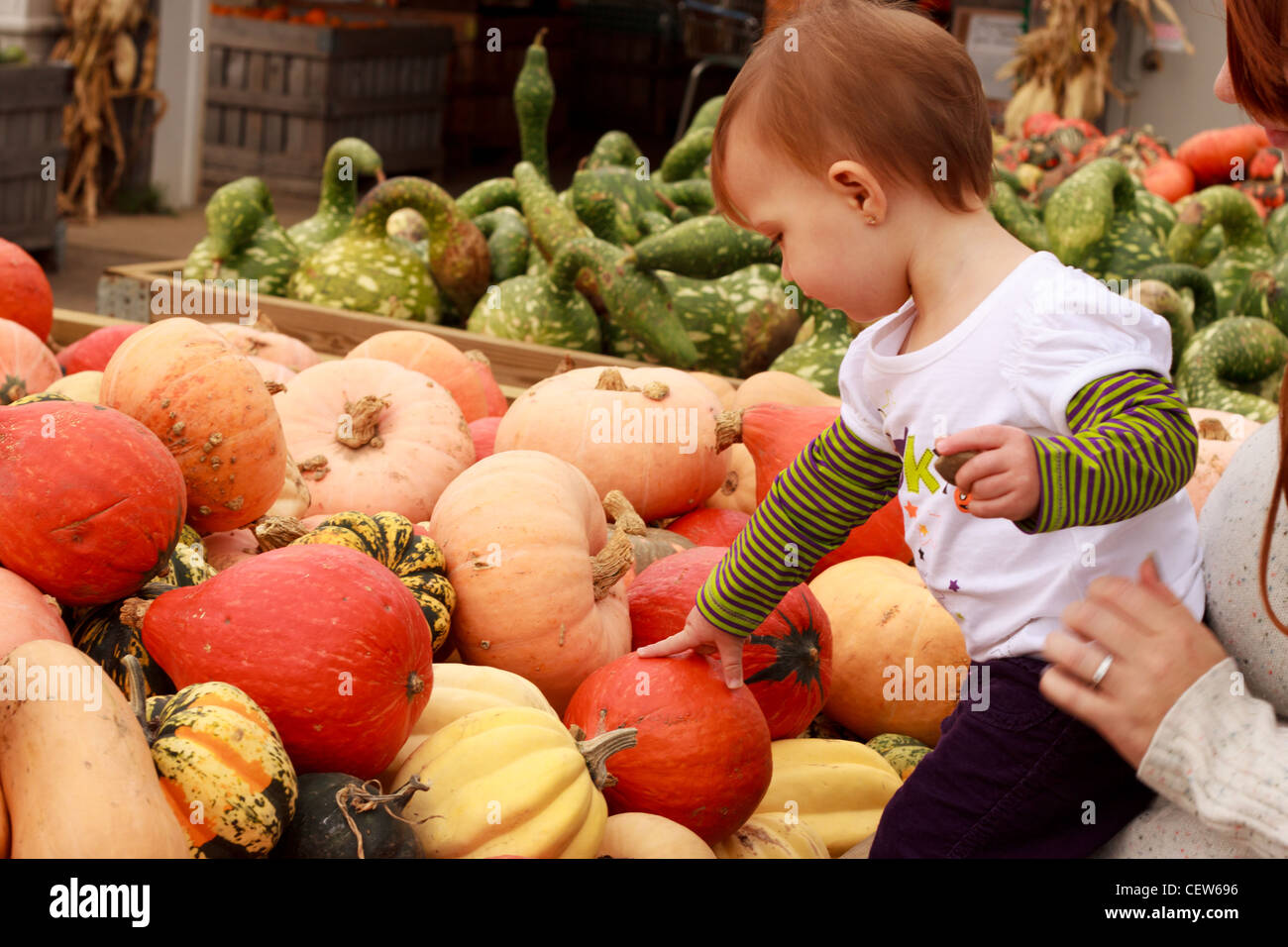 Child touching an orange gourd at a farmer's market Stock Photo