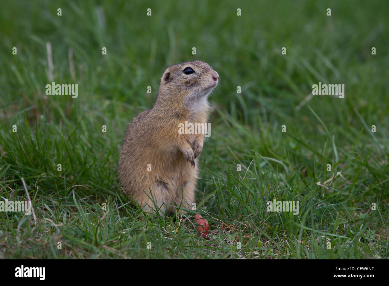 Ziesel, Spermophilus, Syn.: Citellus, ground squirrel Stock Photo
