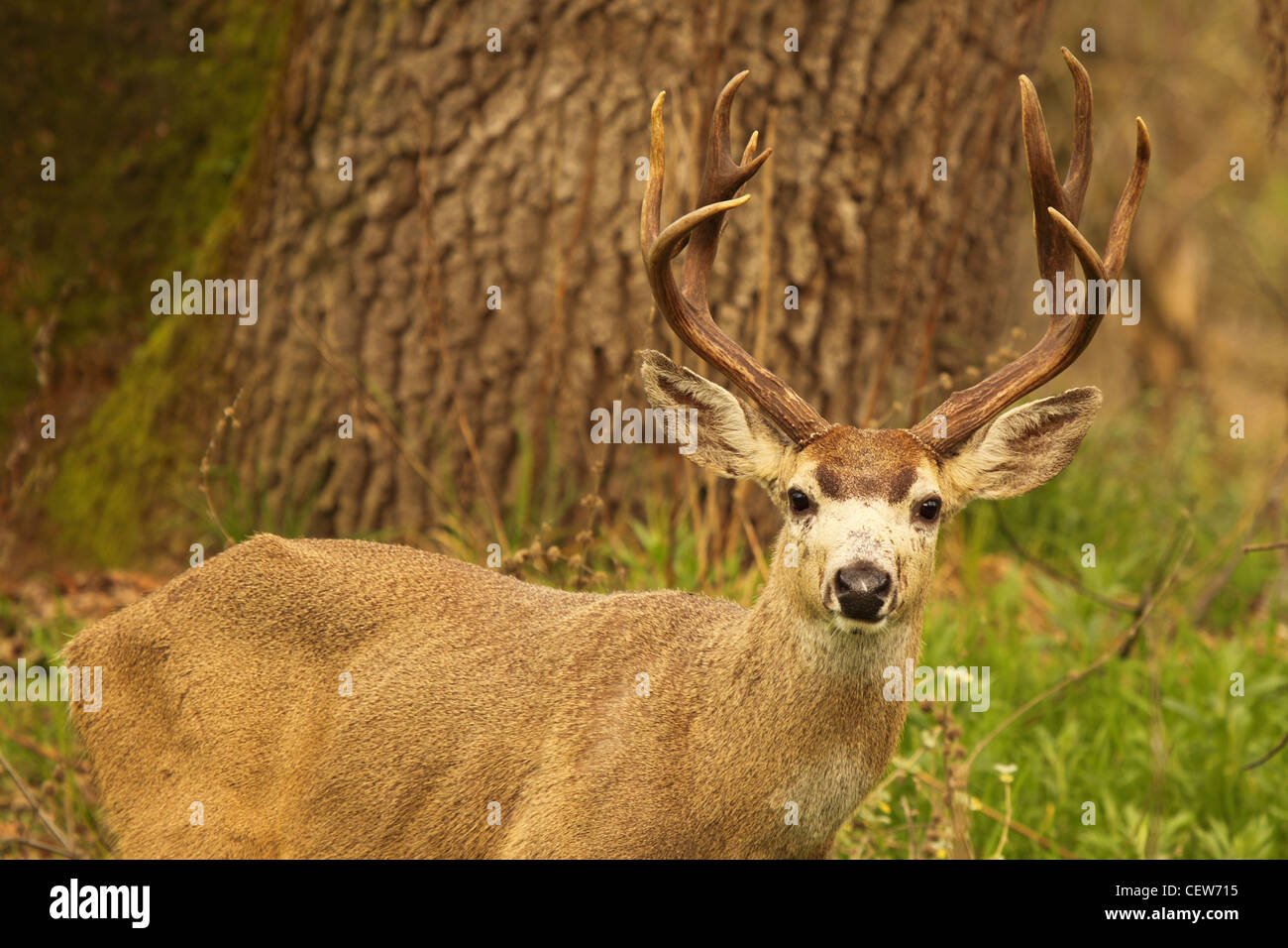 A broadside photo of a trophy Black-tailed Deer buck Stock Photo - Alamy
