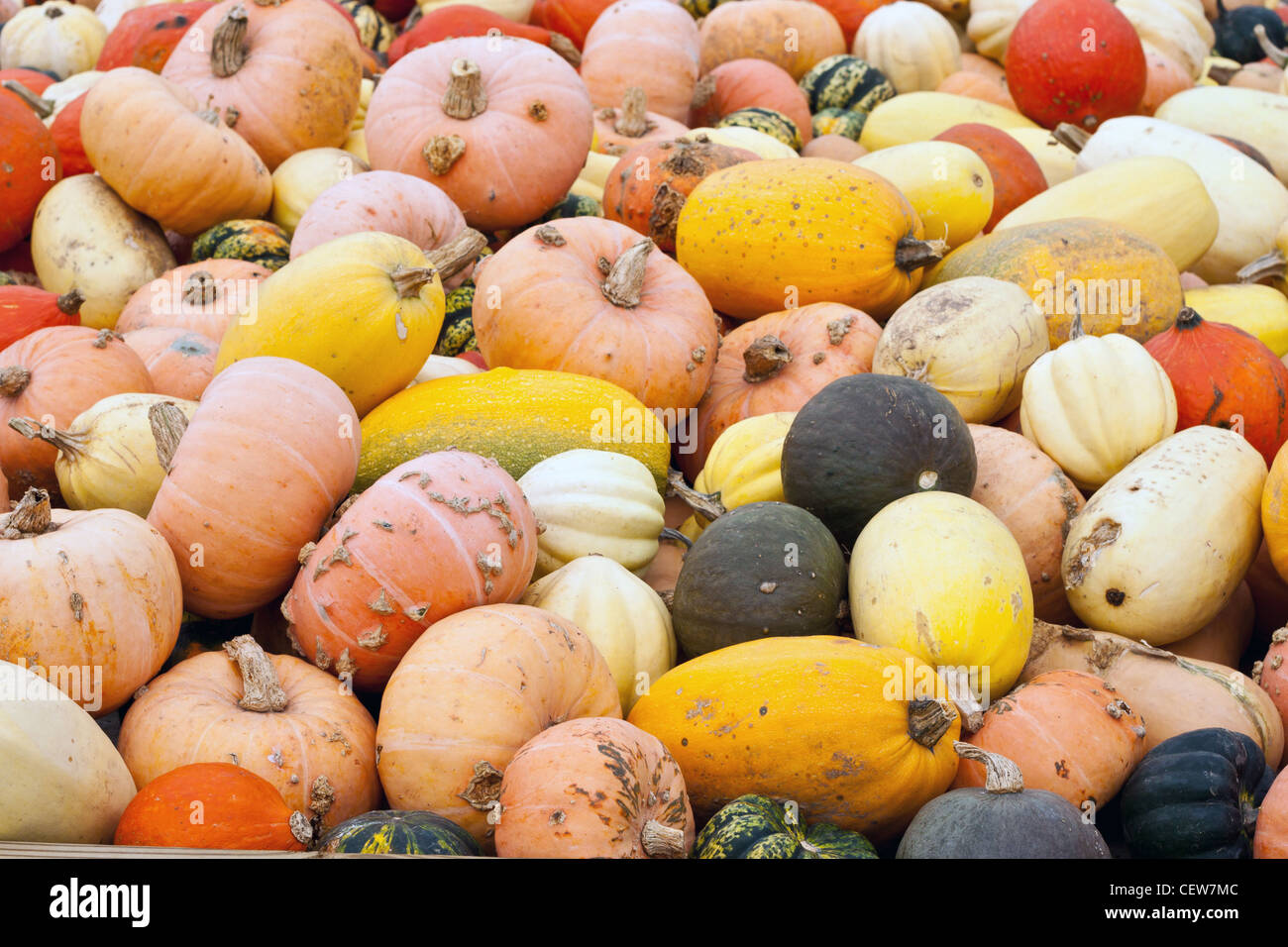 A variety of gourds and pumpkins filling the screen Stock Photo