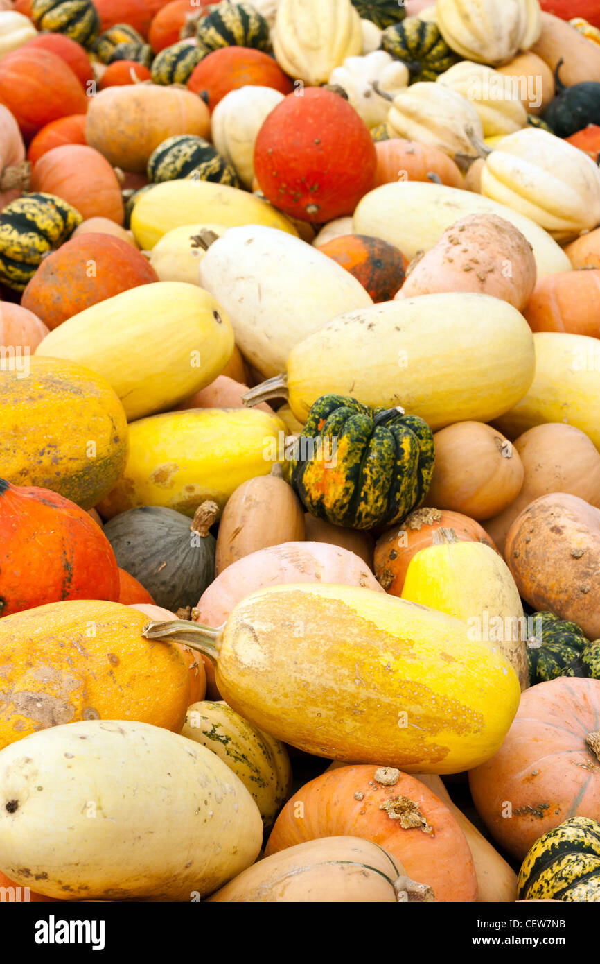 Abundance of mixed pumpkins and gourds Stock Photo