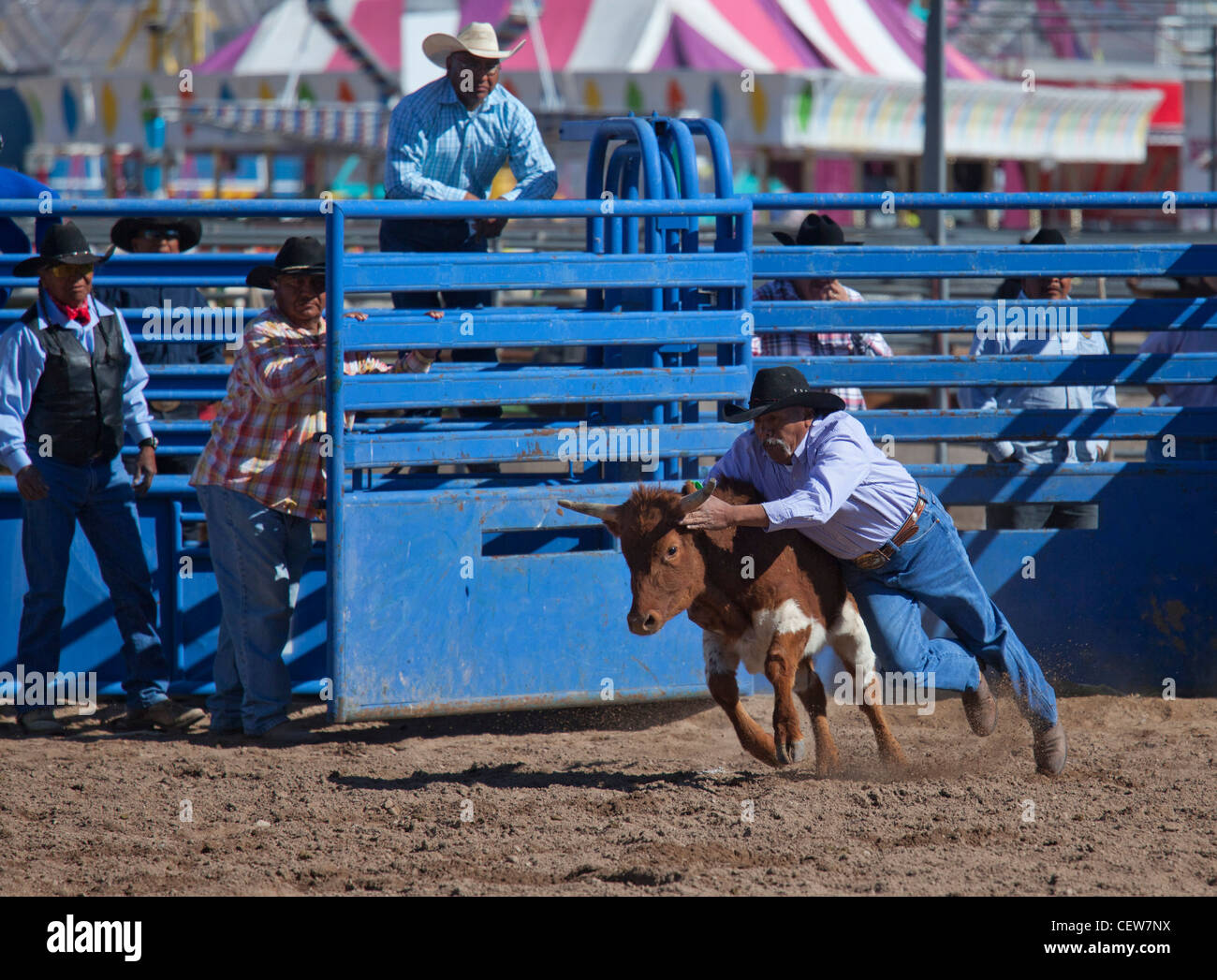 The chute dogging, or steer wrestling, event in the masters division (Age 40+) of the Tohono O'odham Nation All Indian Rodeo Stock Photo