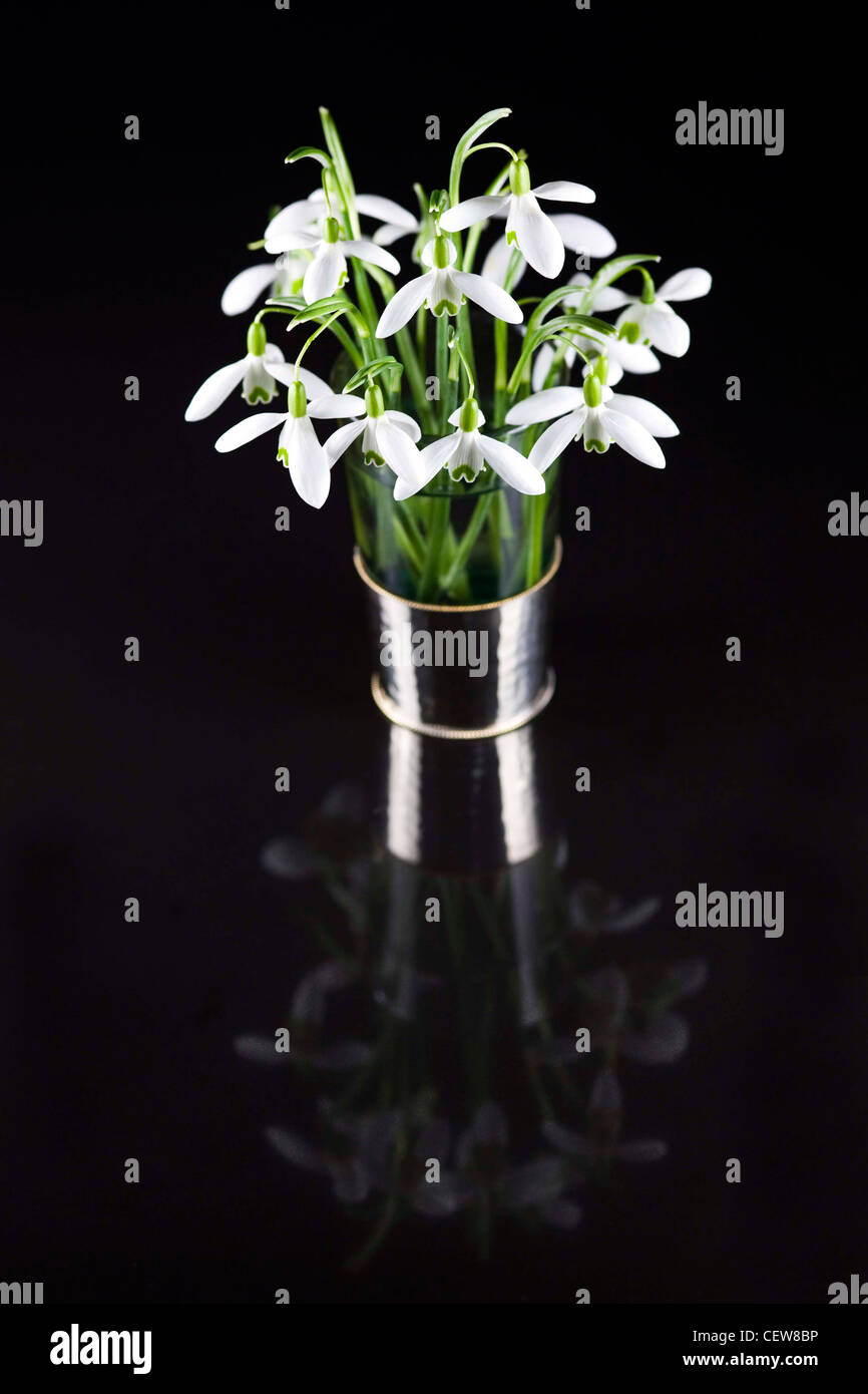 Galanthus nivalis. Snowdrops in a glass vase reflected on a black background. Stock Photo