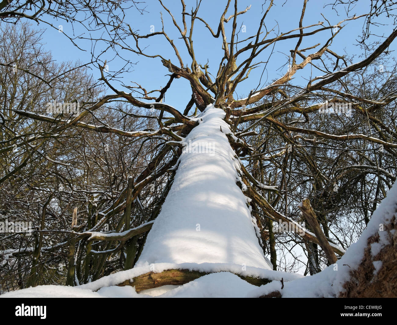 A snow covered fallen tree. Lincolnshire, England. Stock Photo