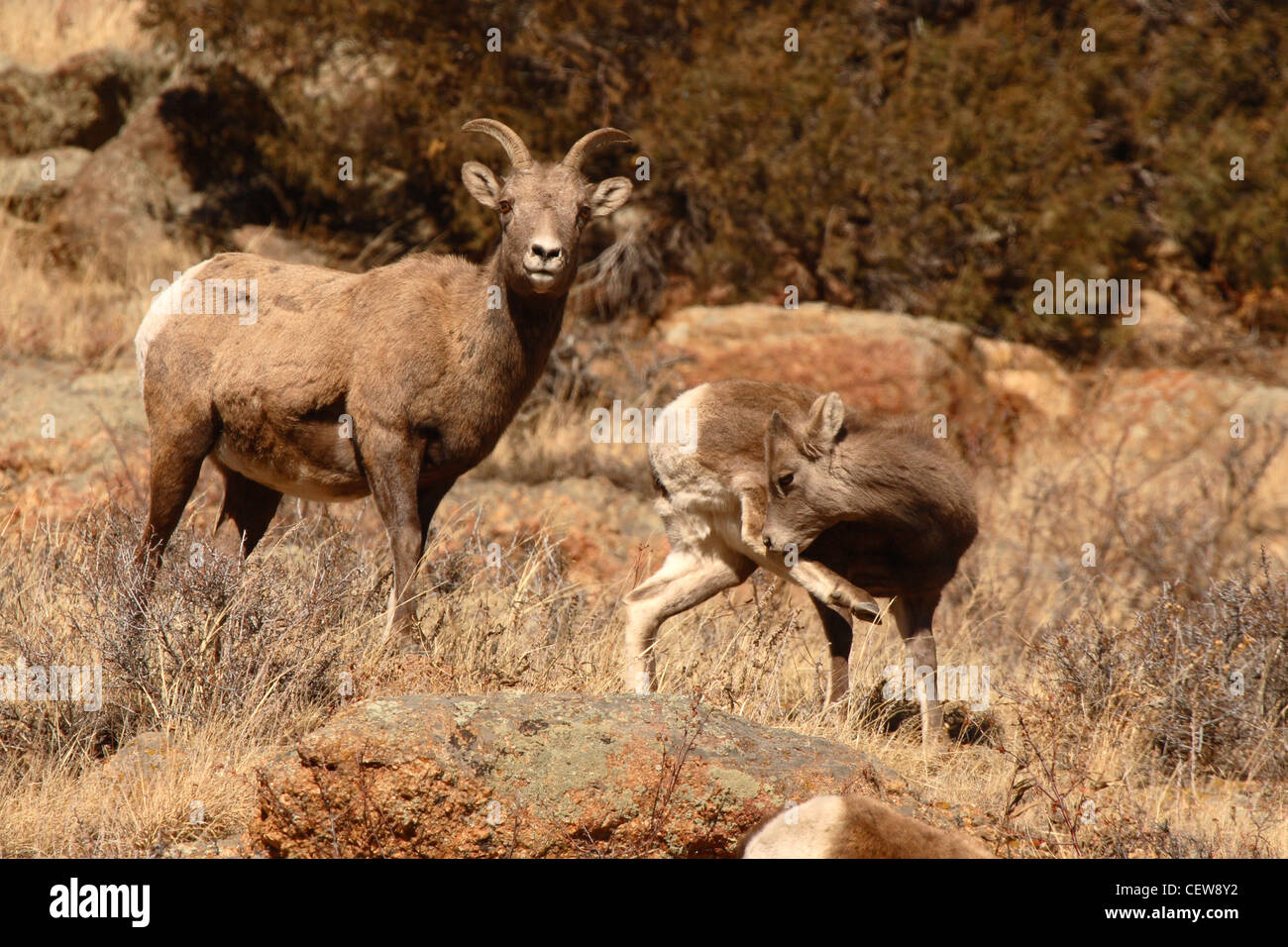 A mother Bighorn Sheep looking out as her baby grooms. Stock Photo