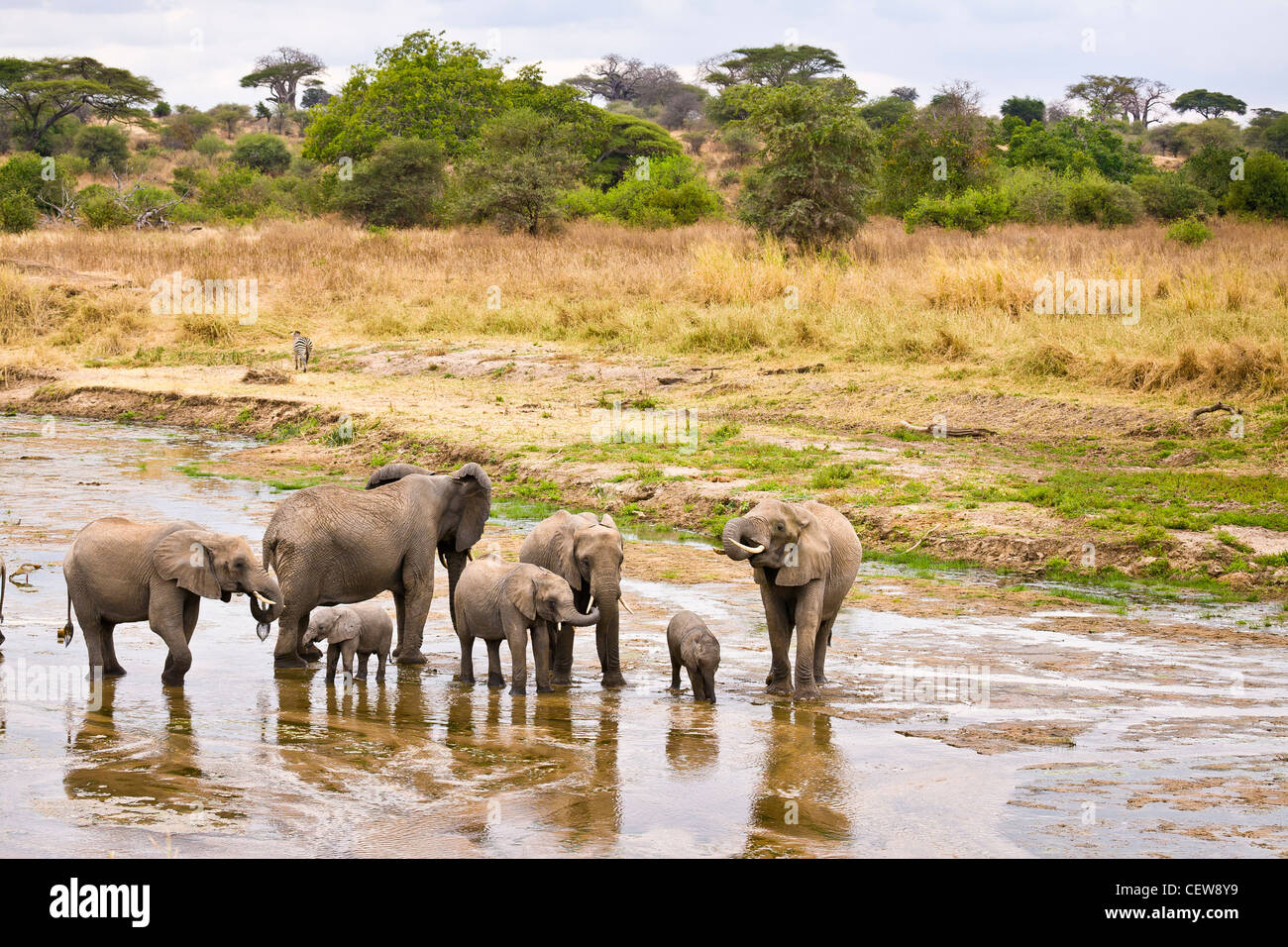 Group of elephant walking in shallow river Stock Photo - Alamy