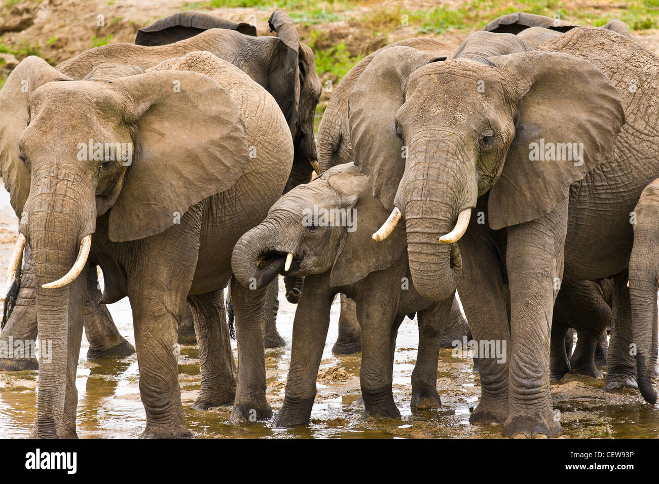 Group of elephant walking in shallow river Stock Photo - Alamy