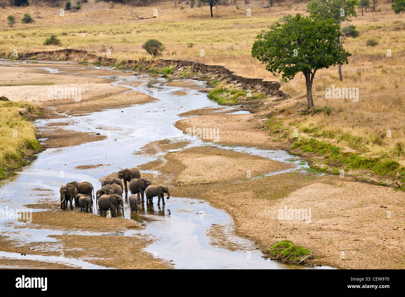Group of elephant walking in shallow river Stock Photo - Alamy