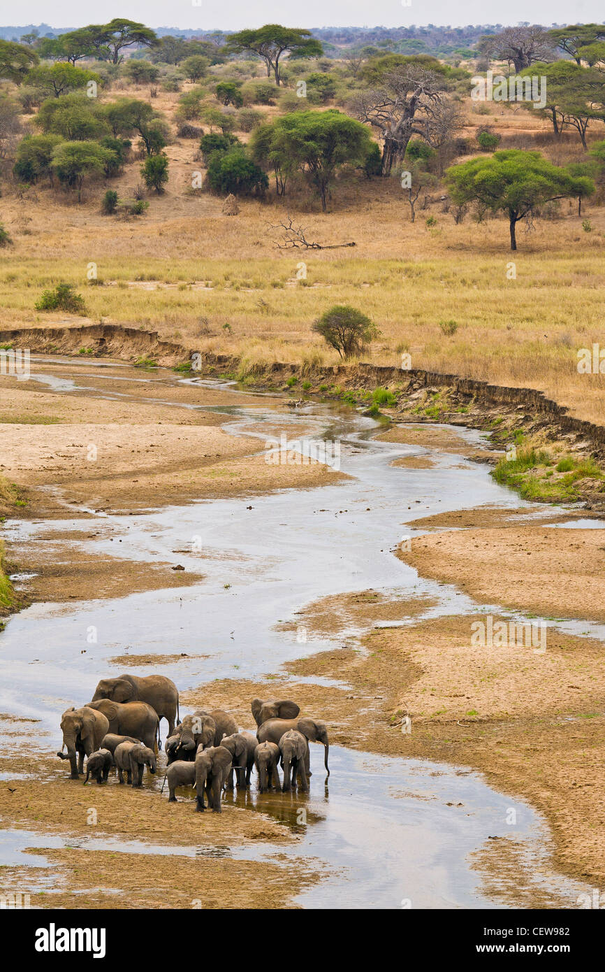 Group of elephant walking in shallow river Stock Photo - Alamy
