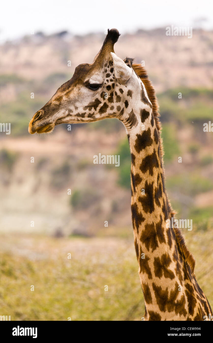 Closeup of giraffe eating from tree. Stock Photo