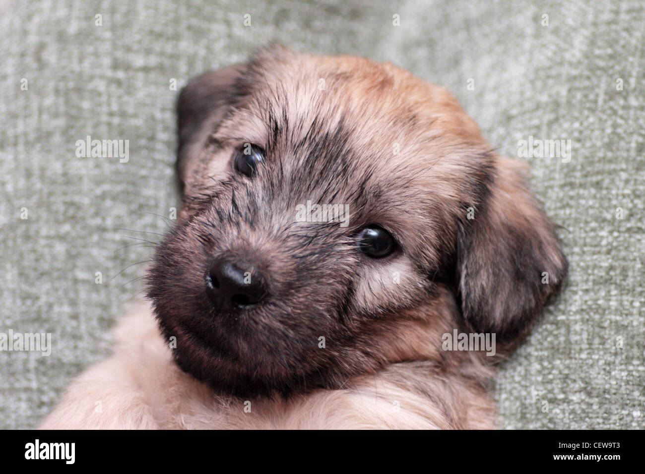 5 week old male Glen of Imaal Terrier puppy Stock Photo