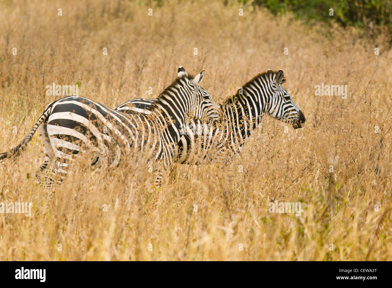 Two zebra walking through grass  in Tanzania, Africa. Stock Photo